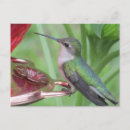 Recherche de de colibri cartes postales Nectar