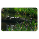 Recherche de tortue magnets Nature