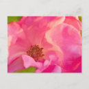 Suche nach abstrakte rosen postkarten Blume