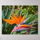 Suche nach immergrüne poster Blume