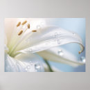 Suche nach lilium poster Blume