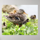 Suche nach tierthemen poster Usa
