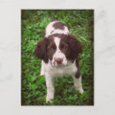 Suche nach auf spanisch postkarten Spaniel