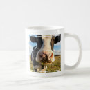 Recherche de vache holstein tasses Bétail laitier
