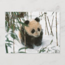 Suche nach junger panda poster Klein