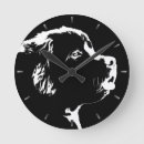 Suche nach newfoundlander Puppy