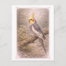 Recherche de cockatiel cartes postales Oiseau
