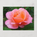 Suche nach englische rose postkarten Rosa