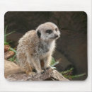 Suche nach meerkats mousepads Wild lebende tiere