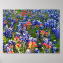 Suche nach texas hügelland poster Bluebonnets