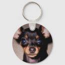 Recherche de pinscher dobermann porteclés Chiot