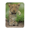 Recherche de panthera magnets Nature