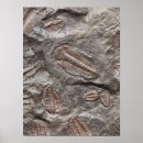 Suche nach fossilien poster Trilobit