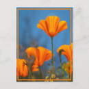 Recherche de coquelicots cartes postales Floraison