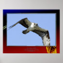 Suche nach gefiedert poster Raubvogel