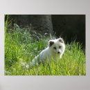 Suche nach arctic fox poster Tiere