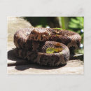 Suche nach viper postkarten Foto
