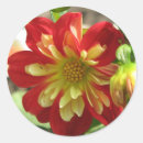 Recherche de dahlia autocollants Flore