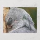 Recherche de ours koala cartes postales Animal