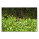 Suche nach rotkehlchen poster Wildtiere