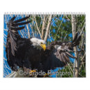 Suche nach raubvogel Adler