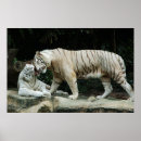 Suche nach bengal tiger poster Tigers