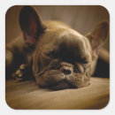 Suche nach french bulldog aufkleber Bulldogge