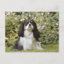Suche nach tricolore postkarten Hund