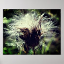 Recherche de chardon posters Photographie