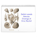 Suche nach muscheln kalender Muschelkalender