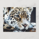 Suche nach wild lebende tiere postkarten Leopard