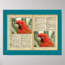 Recherche de oiseaux vintages posters Perroquet