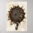 Suche nach vintage sonnenblume poster Botanisch