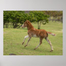 Suche nach rapa nui poster Pferd