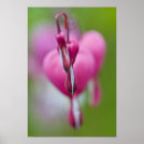 Recherche de rose macro posters Couleur