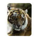 Suche nach bengalische katze magnete Tierwelt