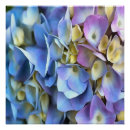 Recherche de peinture originale posters Rose