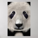Suche nach kawaii panda poster Tier