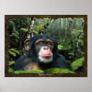 Suche nach schimpansen poster Affen
