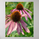Recherche de echinacea posters Rose
