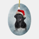 Recherche de terre neuve Chien