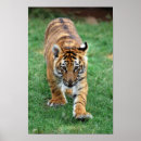 Suche nach niedlicher tiger poster Junge