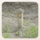 Recherche de terrestre photographie Écureuil