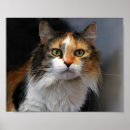 Recherche de calico cat posters Chat