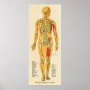 Recherche de os humains Anatomie