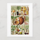 Recherche de coconut cartes postales Botanique