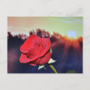 Suche nach orange rose postkarten Aquarell