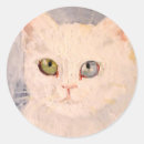 Recherche de vert et oeil bleu Chat