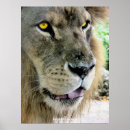 Recherche de visage lion posters Faune
