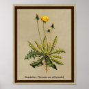 Recherche de taraxacum posters Dandelion